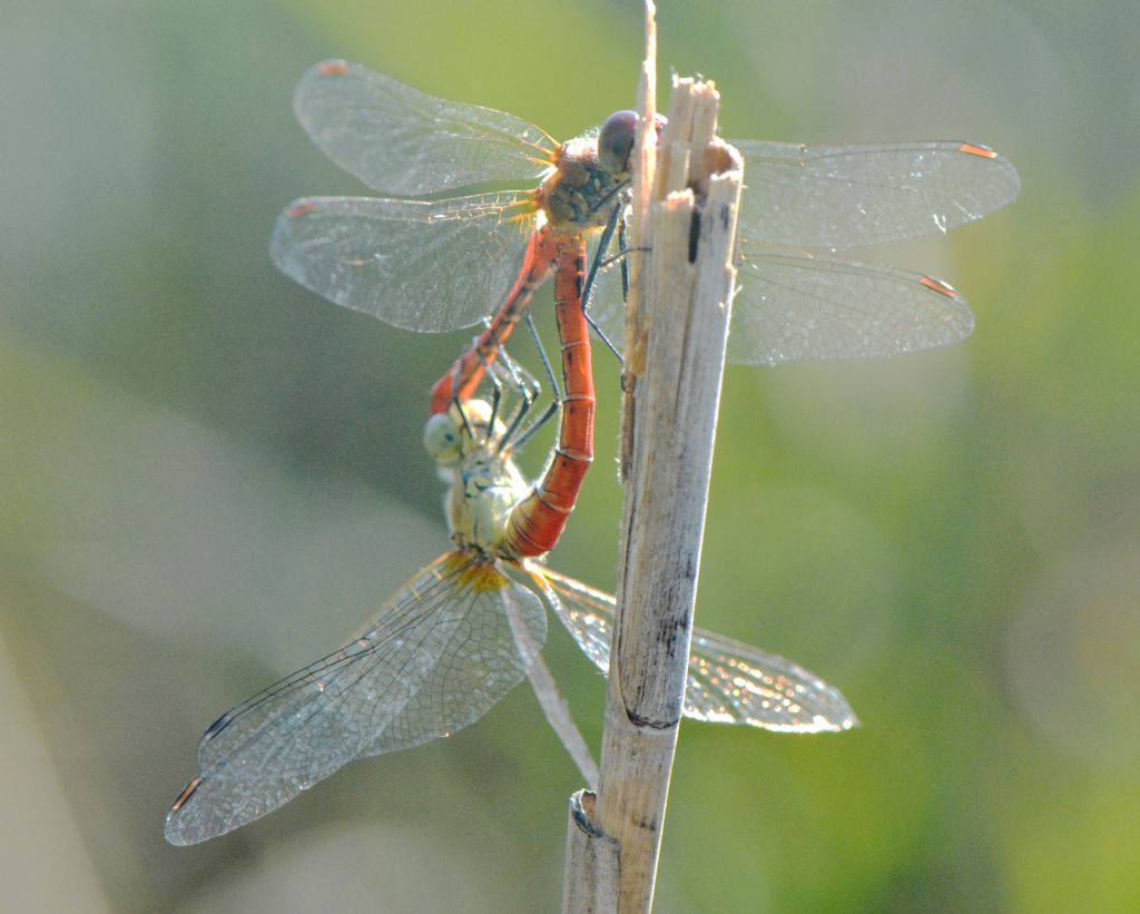 Per favore una Conferma! coppia di Sympetrum fonscolombii